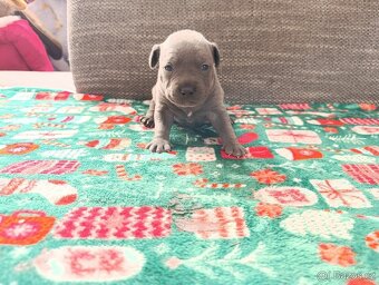 Stafordšírský bulteriér - 10