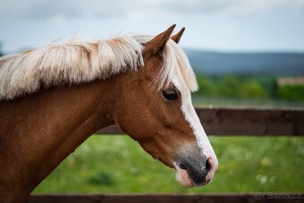 pony A - Vanilka - sen každé princezny - 10