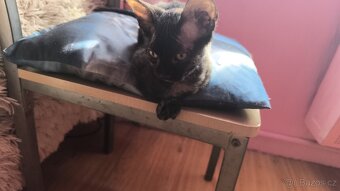Sphynx - 10