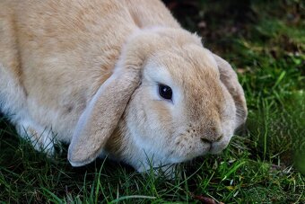 🐇🐰 Zakrslý beránek – mláďata k rezervaci - 10