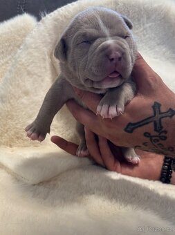 American Bully Classic/ Standard - 10