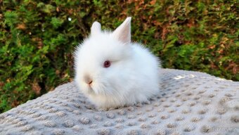 Zakrslý králík, králíček - (TEDDY) - HERBERT A HEIDY - 10