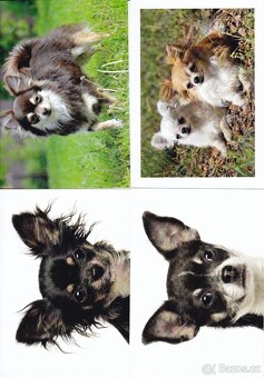 pohledy zvířat - 10