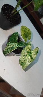 Syngonium různé druhy - 10