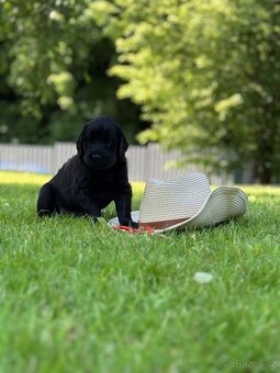 Flat Coated Retriever - štěňátka s PP - 10