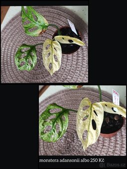 syngonium, monstera, epipremnum, philodendron - 10