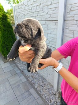 Cane Corso - 10