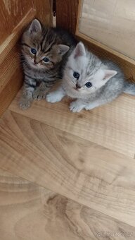 Britská koťátka whiskas s PP - 10