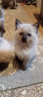 Ragdoll kotatka ,kotata - 10