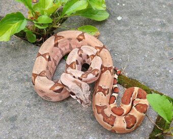 Boa imperator- Sharp Sunglow 66% het Sterling,Hypo Sterling - 10