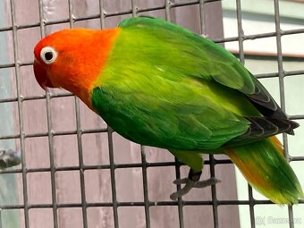 Agapornis fischeri - 10