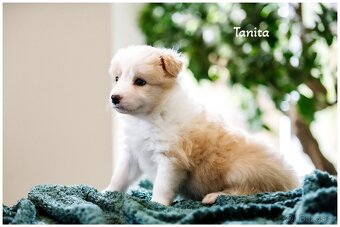 Border Collie, Border Kolia s PP FCI barva ee red - 10