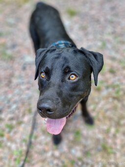 ÁRON K ADOPCI - přátelský akční mazel, vhodný k dětem - 10