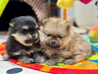 Pomeranian s PP FCI - 10