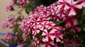 2X PÁNSKÉ HODINKY DIESEL//1X TOMMY HILFIGER - 10