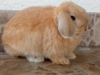 Volná samička - Anglický Zakrslý Beránek MiniLop🍑🧡 - 10