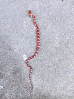 užovka červená, terárium - 10