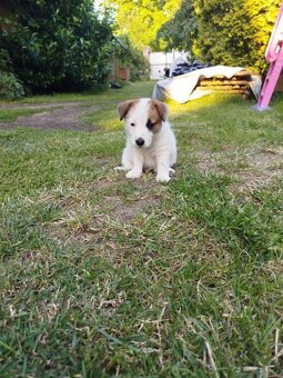 Jack Russell teriér - 10