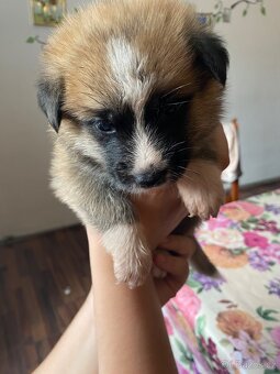 OVČAK křižený AKITA INU - 10