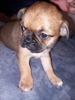 Štěňata Mops > s pinčem - 10