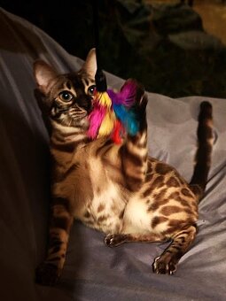 BENGÁLSKÁ KOČKA - kočička s PP - 10