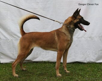 Belgický ovčák MALINOIS  s PP - 10