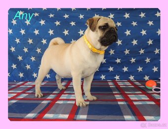 MOPS s PP. - 10