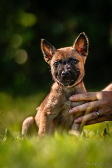 Belgický ovčák - Malinois s PP - 10