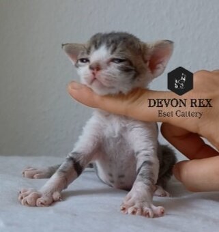 Devon rex - 10