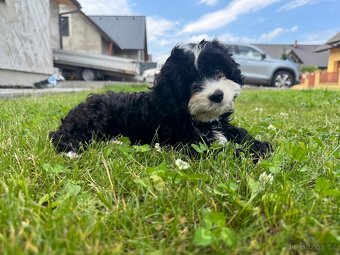 Cavapoo s pp, registrací - 10