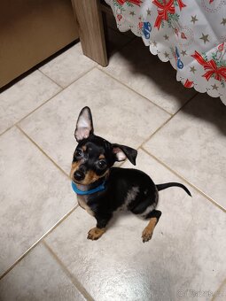 Trpasličí pinč bez PP - 10