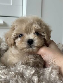 Maltipoo f1 boy pes - 10