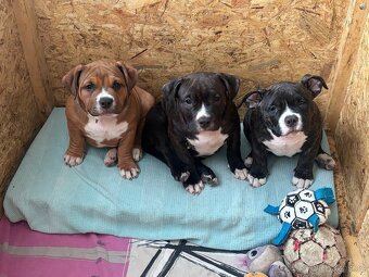 American Bully pocket - 10