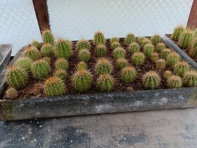 Kaktusy, sukulenty - 10