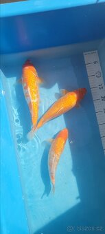 Prodam KOI pouze uznavane variery - 10