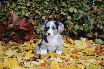 Welsh corgi cardigan s PP - 10