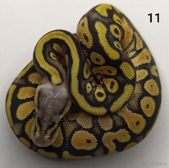 Krajta královská/ Python regius - 10