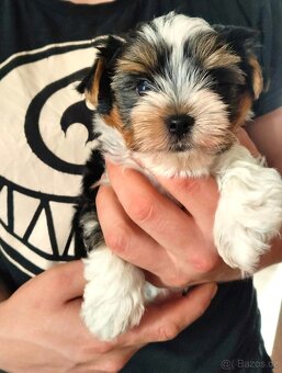 Yorkshire Terrier Black and tan, Biewer, Biro s PP - 10