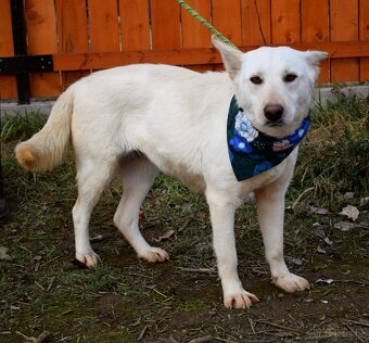 NAIMA K ADOPCI - 1 ROK, NĚŽNÁ, MILÁ, VHODNÁ K DĚTEM - 10