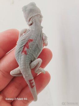 Agama vousatá , Zero - 10
