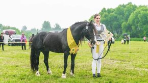 Připouštění Welsh cob - D - 10