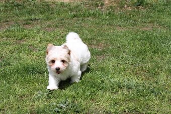 Yorkshire Terrier Golddust – štěňátka k odběru ihned - 10