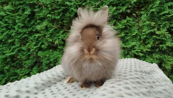 Zakrslý králík, králíček-(lvíček) NATANIEL - 10