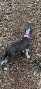 Americký stafordširský teriér - 10