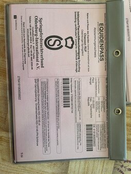 mladý valach po Chacoon Blue - 10