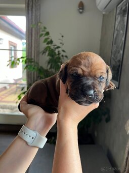Štěňátka Tosa Inu s PP - 10