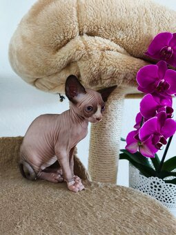 Sphynx koťátka - 10
