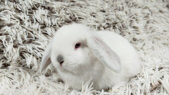 Zakrslý beránek, králíček, králík - MOLLY A MATEO - 10