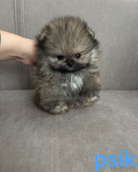 Pomeranian mini - 10