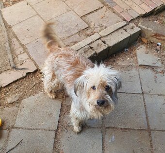 Stene krizenec borderkolie × holandsky pinc - 10